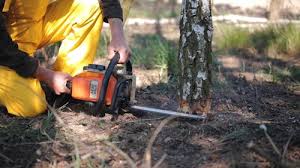 Tree and Shrub Care in Veazie, ME