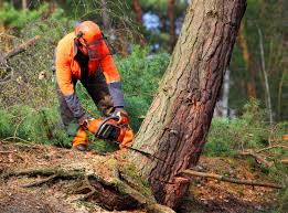 Best Tree Mulching Services  in Veazie, ME