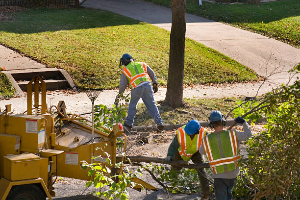 Best Tree Disease Treatment  in Veazie, ME