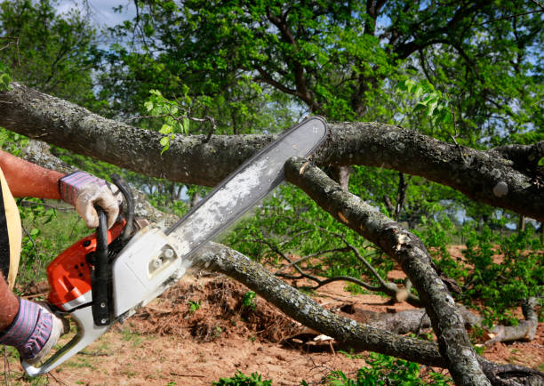 Best Commercial Tree Services  in Veazie, ME